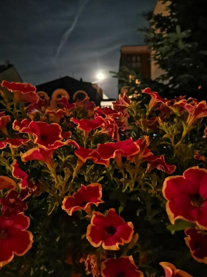 Lägenhet Vukajlo Belgrad